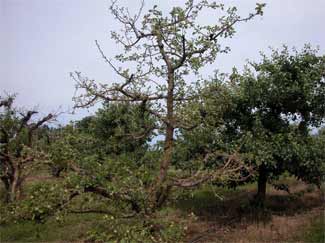 Apple tree with rootstock blight