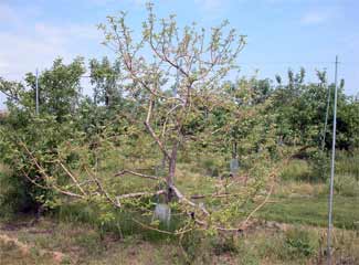 Apple tree with rootstock blight