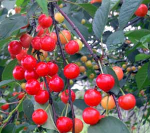 Tart cherries