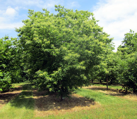 Chestnut development