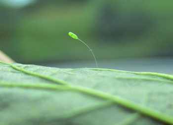 Green lacewing egg