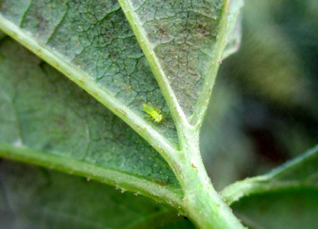 Potato leafhopper