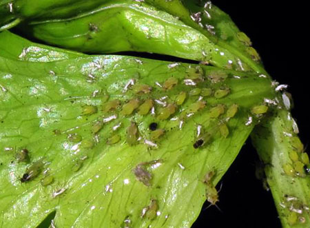 Aphids On Vegetables Garden Design Ideas Aphids On Vegetables Garden Design Ideas