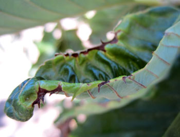 Potato leafhopper symptoms