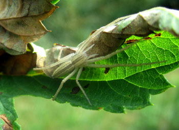 Crab spider