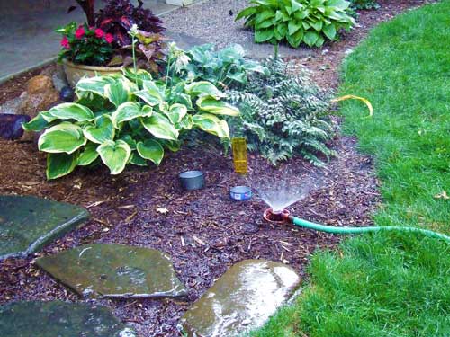 Watering perennials Watering perennials
