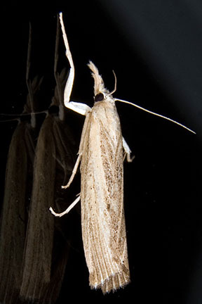 moth moth