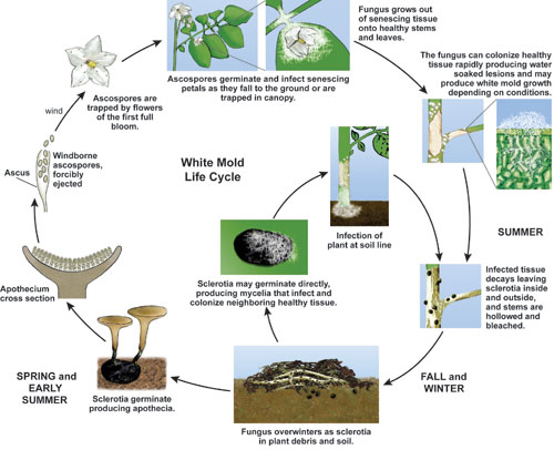 White mold lifecycle