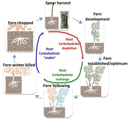 Asparagus growth cycle