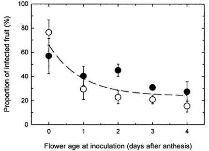 Blueberry infection graph