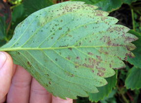 Angular leaf spot