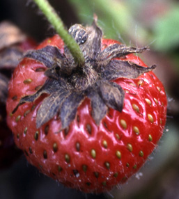 Strawberry black cap