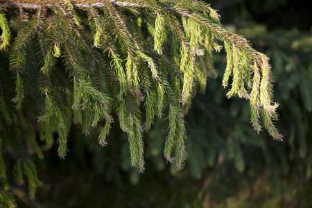 Suspected Imprelis injury on Norway spruce