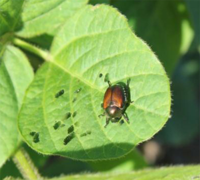 Japanese beetle