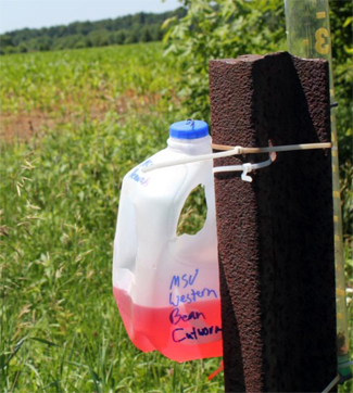 Western beat cutworm trap