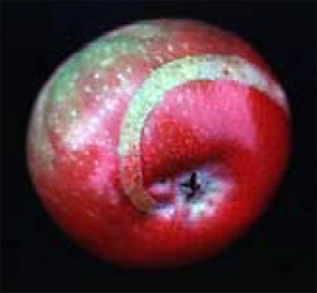 Fruit scarring