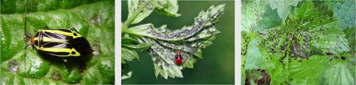 Four-lined plant bug