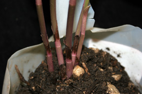 Helleborine shoots