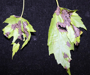 Maple anthracnose