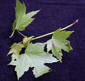 Maple anthracnose