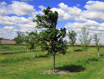 MSU plant pathology research farm