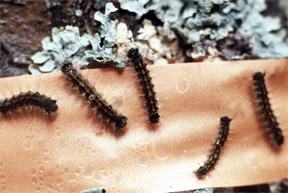 Young gypsy moth larvae