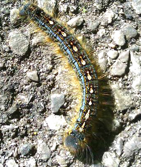 Wandering forest tent caterpillar