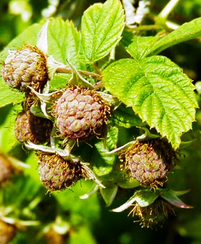 raspberry fruit