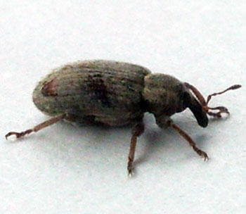 Alfalfa weevil adult