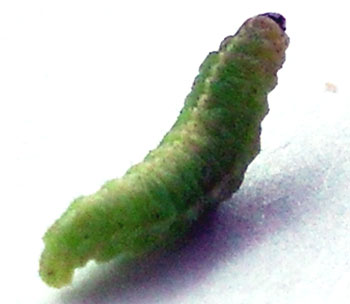 Alfalfa weevil larva