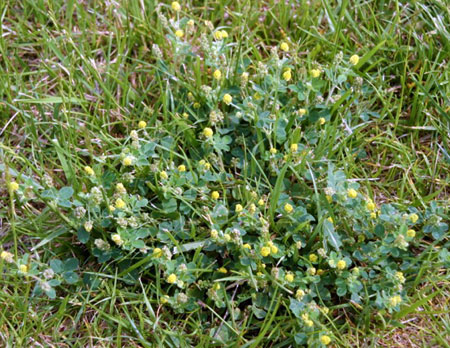 Pesky broadleaf weeds flowering in turf - Turf