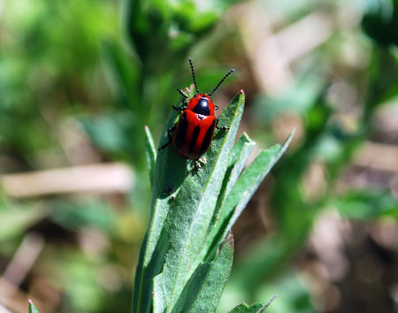 Red turnip beetle