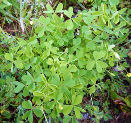 Yellow woodsorrel