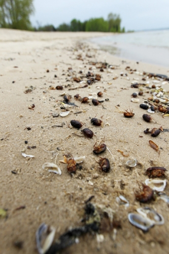 Beached June beetles