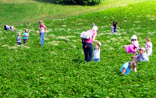 U-pick strawberries U-pick strawberries