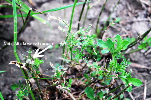 Alfalfa weevil