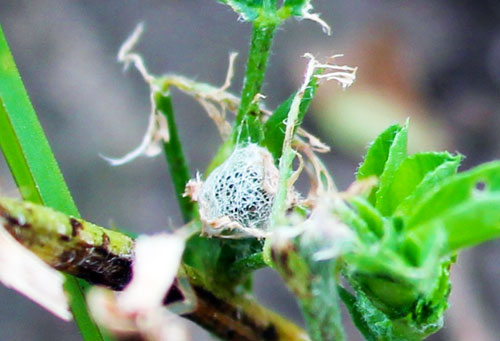 Alfalfa weevil