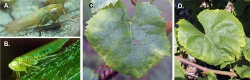 potato leafhopper