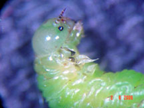 Close up of head and thorax Close up of head and thorax