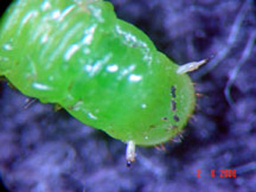 Close up of the subanal appendages Close up of the subanal appendages