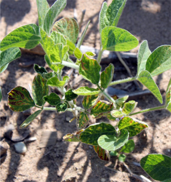 SDS infection of V4 soybeans
