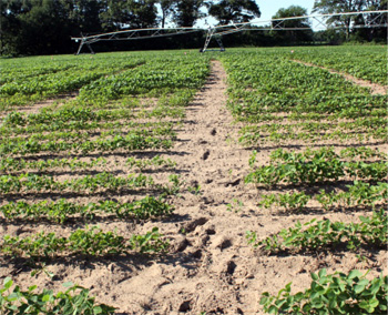 Treatments showing varying degrees of SDS tolerance and infection