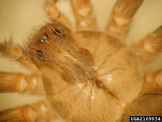 Close-up of brown recluse spider