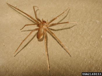 Brown recluse spider