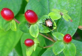 Japanese beetle