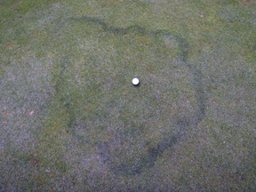 Fairy ring