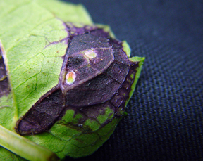 Leaf tissue injury