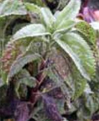Veronica rust plant