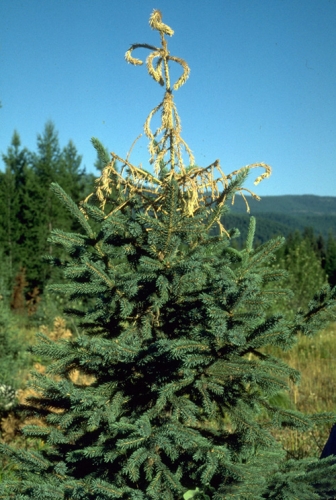 White pine weevil damage