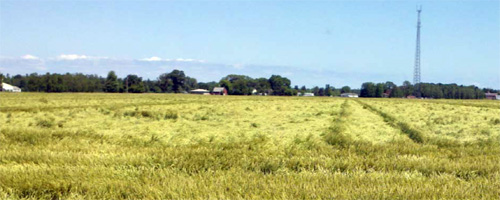 Wheat field